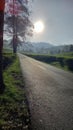 early morning country road surrounded by tea gardens
