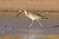 Early morning Curlew walking at Sharm el-Sheikh beach of Red Sea