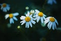 In the early morning, daisies bloom with white delicate petals, on which are pure clear drops of fresh dew Royalty Free Stock Photo