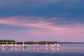 Early in the morning in the Danube Delta. Pelicans in the water at sunrise, preparing for breakfast Royalty Free Stock Photo