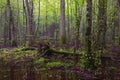 Early morning in deciduous stand of Bialowieza Forest Royalty Free Stock Photo