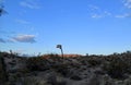 Early morning desert landscape with bright blue sky in yucca valley california