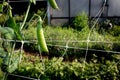 Early morning dew covered pea pods on a small farm, organic family farm, community garden