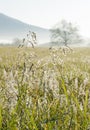 Early Morning dew drops glisten on the grasses Royalty Free Stock Photo