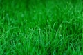 Early morning dew on fresh green grass. Royalty Free Stock Photo