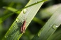 Early morning dew and grasshopper Royalty Free Stock Photo