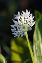 Morning dew on a sunlit Ramsons or Wild Garlic flower