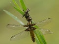 the dragonfly on a blade of grass dries its wings from dew Royalty Free Stock Photo