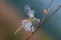 Early in the morning dragonfly on a blade of grass dries its wings from dew Royalty Free Stock Photo