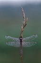 In the early morning, the dragonfly on a blade of grass dries its wings from dew under the first rays of the sun Royalty Free Stock Photo