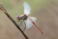 Early in the morning dragonfly on a blade of grass dries its wings from dew under the first rays of the sun Royalty Free Stock Photo