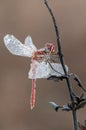 A dragonfly on a blade of grass dries its wings from dew under the first rays of the sun before flight Royalty Free Stock Photo