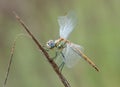 A dragonfly on a blade of grass dries its wings from dew under the first rays of the sun before flight