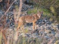 Early morning  encounter with Coyote in dredger rock piles American River Parkway, February, 2020 Royalty Free Stock Photo