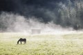 Early morning farm landscape with lonely horse silhouette in fog grazing