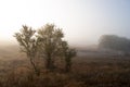 Early morning in the field with autumn fog and drops of water in the air. Tints of brown. Nothing could be seeing far away. Beauti Royalty Free Stock Photo