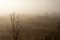 Early morning in the field with autumn fog and drops of water in the air. Tints of brown. Nothing could be seeing far away. Beauti Royalty Free Stock Photo