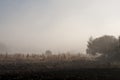 Early morning in the field with autumn fog and drops of water in the air. Tints of brown. Nothing could be seeing far away. Beauti Royalty Free Stock Photo