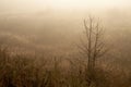 Early morning in the field with autumn fog and drops of water in the air. Tints of brown. Nothing could be seeing far away. Beauti Royalty Free Stock Photo