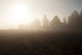 Early morning in the field with autumn fog and drops of water in the air. Tints of brown. Nothing could be seeing far away. Beauti Royalty Free Stock Photo