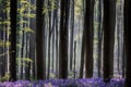Early morning first sun light awakening the spring forest covered with violet bluebell wild flowers Royalty Free Stock Photo