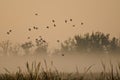 Early Morning Flight of Ducks Above Foggy Marsh