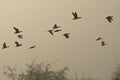 Early Morning Flight of Ducks Above Foggy Marsh