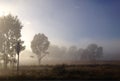 Early morning fog covering Australian rural outback landscape Royalty Free Stock Photo