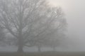 Early Morning fog in the English countryside. Royalty Free Stock Photo
