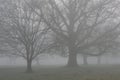 Early Morning fog in the English countryside. Royalty Free Stock Photo