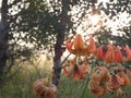 Tiger Lilies grow wild in the forest. Their orange blooms boast vibrant petals atop strong healthy stems. Royalty Free Stock Photo