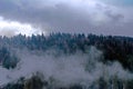 Foggy weather in Karpathian forest