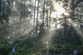 Early morning in foggy forest landscape. Royalty Free Stock Photo