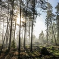 Early morning in foggy forest landscape. Royalty Free Stock Photo