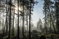 Early morning in foggy forest landscape. Royalty Free Stock Photo