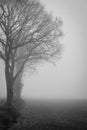 An early morning foggy monochrome view of this field with trees Royalty Free Stock Photo