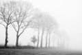 An early morning foggy monochrome view of this field with trees Royalty Free Stock Photo