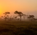 Early morning in foggy swamp Royalty Free Stock Photo