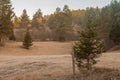 Early morning in the forest, frosty or icy meadow between the trees. Late autumn view of a cold forest. Sun just rising up Royalty Free Stock Photo