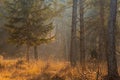 Early morning in the forest, frosty or icy meadow between the trees. Late autumn view of a cold forest. Sun just rising up and Royalty Free Stock Photo