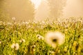 early morning. forest hiding in the fog. dandelion Royalty Free Stock Photo