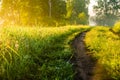 early morning. forest hiding in the fog. forest path Royalty Free Stock Photo