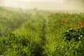 early morning. forest hiding in the fog. forest path Royalty Free Stock Photo