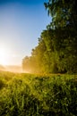 early morning. forest hiding in the fog. forest path Royalty Free Stock Photo