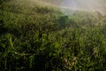 early morning. forest hiding in the fog. forest path Royalty Free Stock Photo