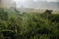 early morning. forest hiding in the fog. forest path Royalty Free Stock Photo