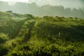 early morning. forest hiding in the fog. forest path Royalty Free Stock Photo