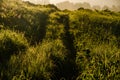 early morning. forest hiding in the fog. forest path Royalty Free Stock Photo