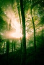 Early morning in the forest, mist and sunbeams shine beautifully through the trees,