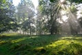 Early morning in the forest, mist and sunbeams shine beautifully through the trees,